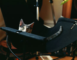 Bang, my cat.